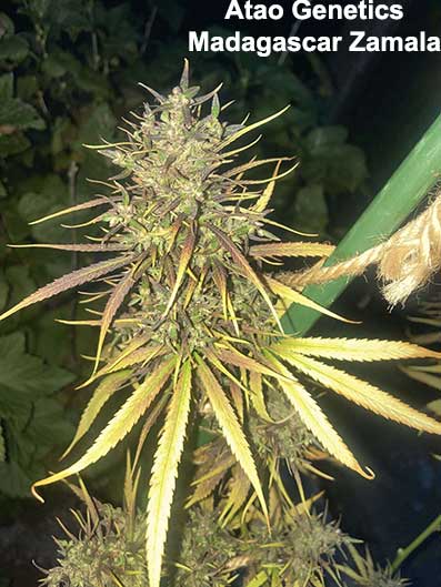Madagascar Zamala