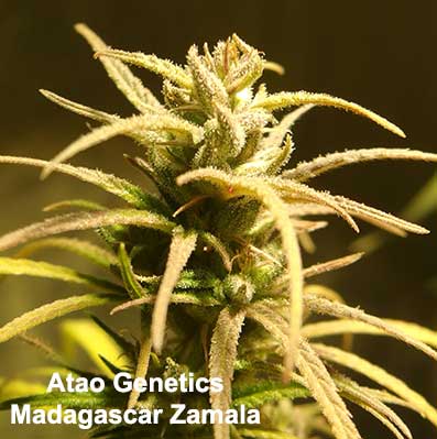 Madagascar Zamala