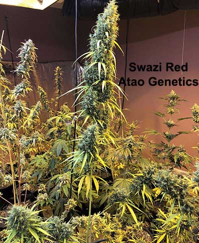 Swazi Red IBL