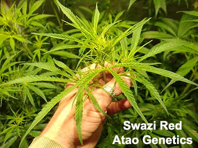 Swazi Red IBL