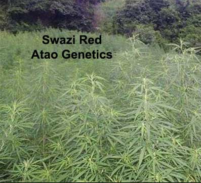 Swazi Red IBL