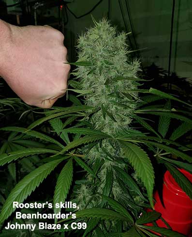 Rooster's Johnny Blaze x C99