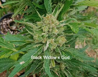 Black Widow x God