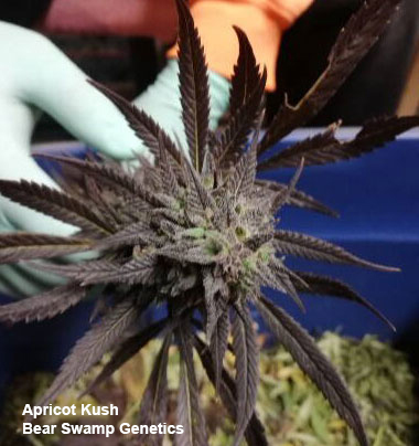 Apricot Kush by Bear Swamp Genetics