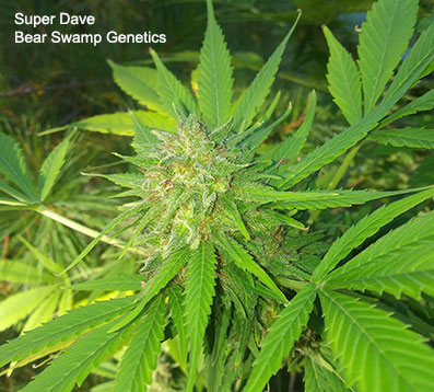 Super Dave by Bear Swamp Genetics