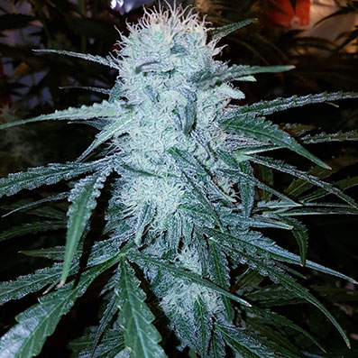 Hazey Brain Auto