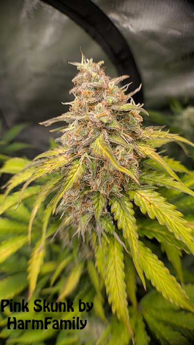 Pink Skunk ButterBean