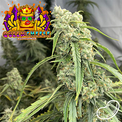 Queen's Cheese Auto