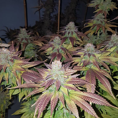 Strawberry Dawg Pie Auto