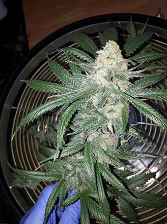 Cocoa Bomb Diesel