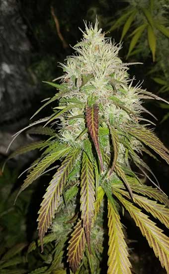 Platinum Cocoa Banana Kush