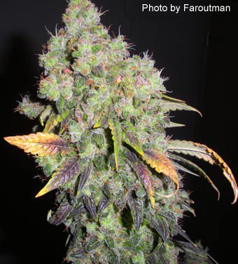 Joey Weed's Blue Widow