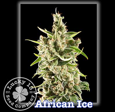 African Ice