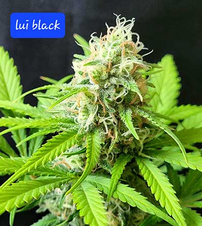 LUI Black