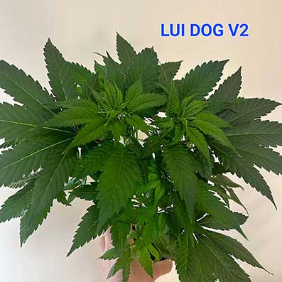 LUI Dog V2