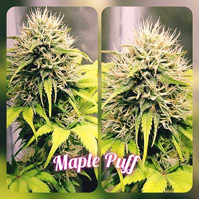 Maple Puff