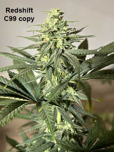 C99 copy by Redshift Seeds