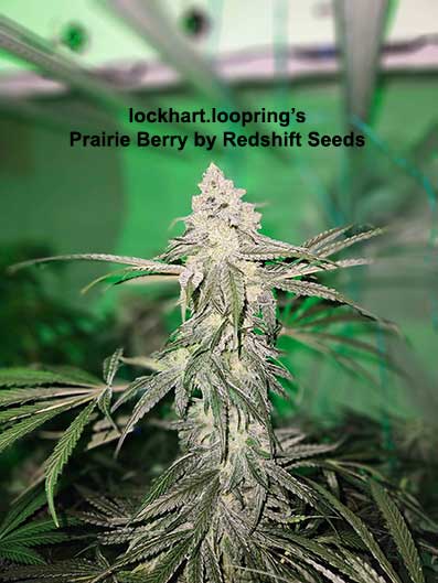Redshift Prairie Berry