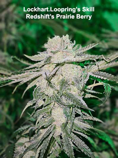 Prairie Berry Redshift Seeds