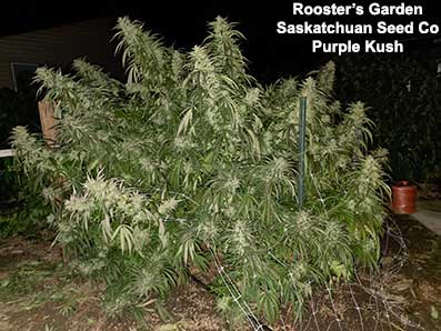 Rooster's Purple Kush