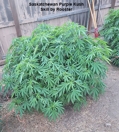 Saskatchewan Purple Kush