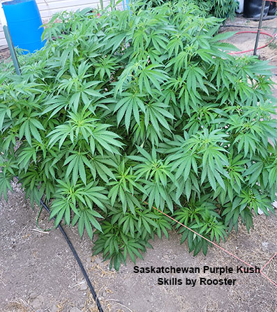 Saskatchewan Purple Kush