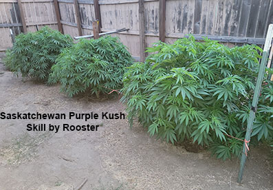 Saskatchewan Purple Kush