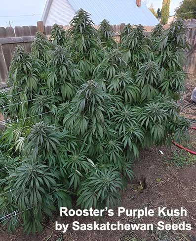 Rooster's Purple Kush