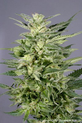 Jorge's Diamonds #1