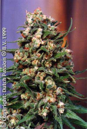 Skunk #1 