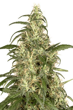 Skunk 11 Feminized