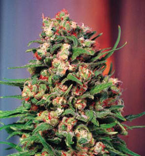 Skunk #1