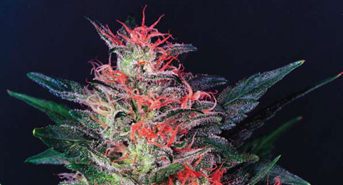White Widow